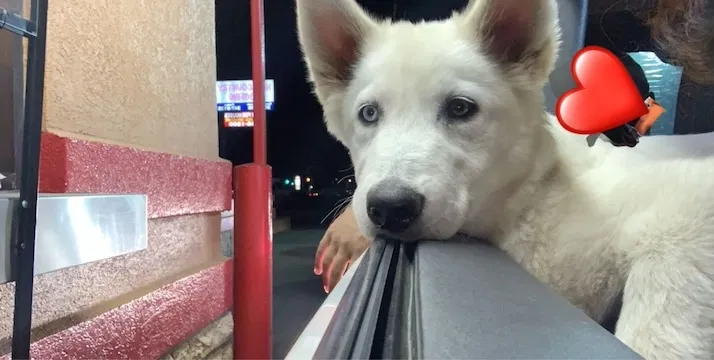 Lost dog in Fountain, CO, 80817