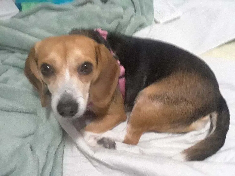 Lost dog in Hialeah, FL, 33013