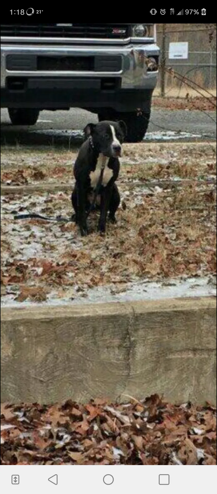 Found dog in North Little Rock, AR, 72118