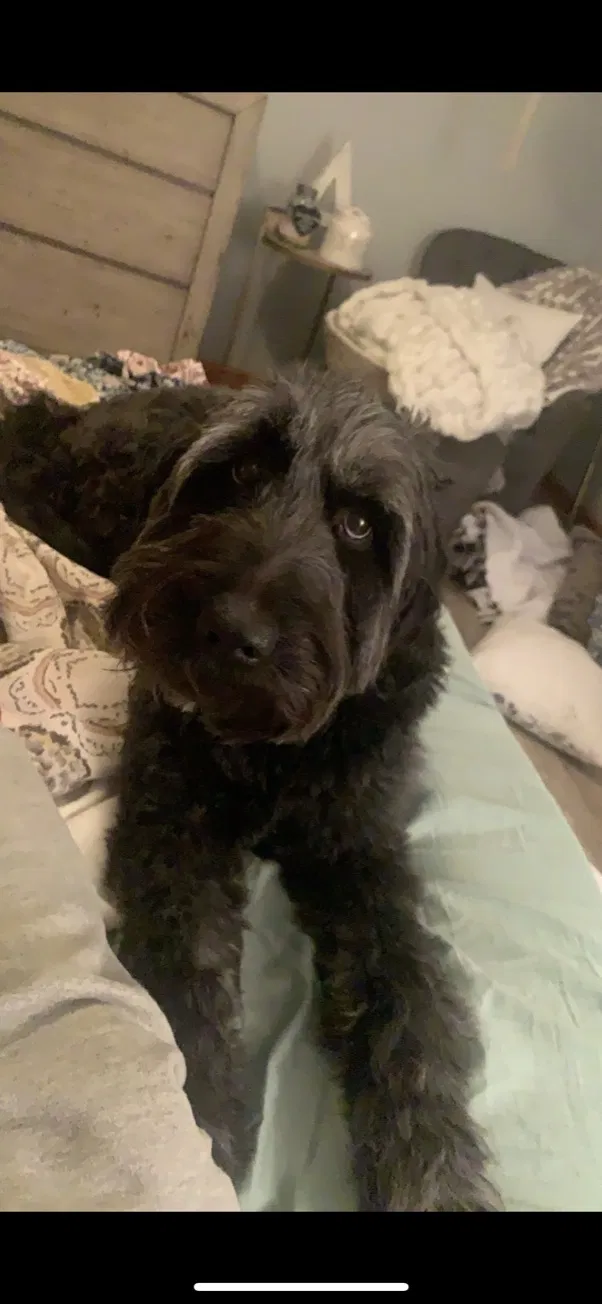 Lost dog in Ann Arbor, MI, 48104
