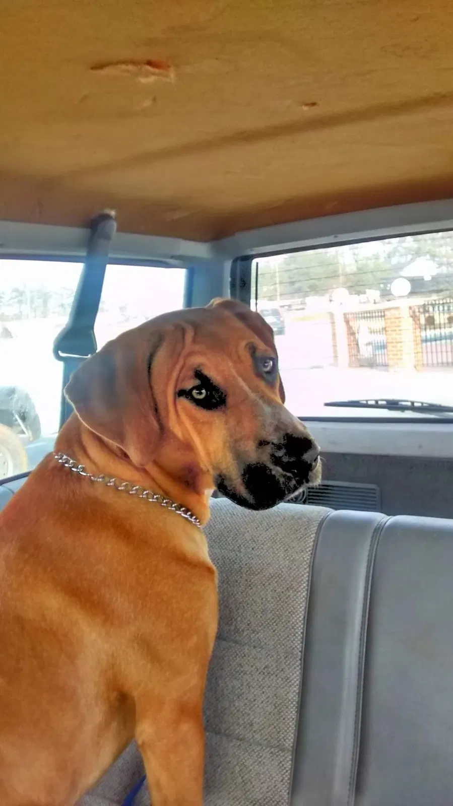 Lost dog in Rustburg, VA, 24588