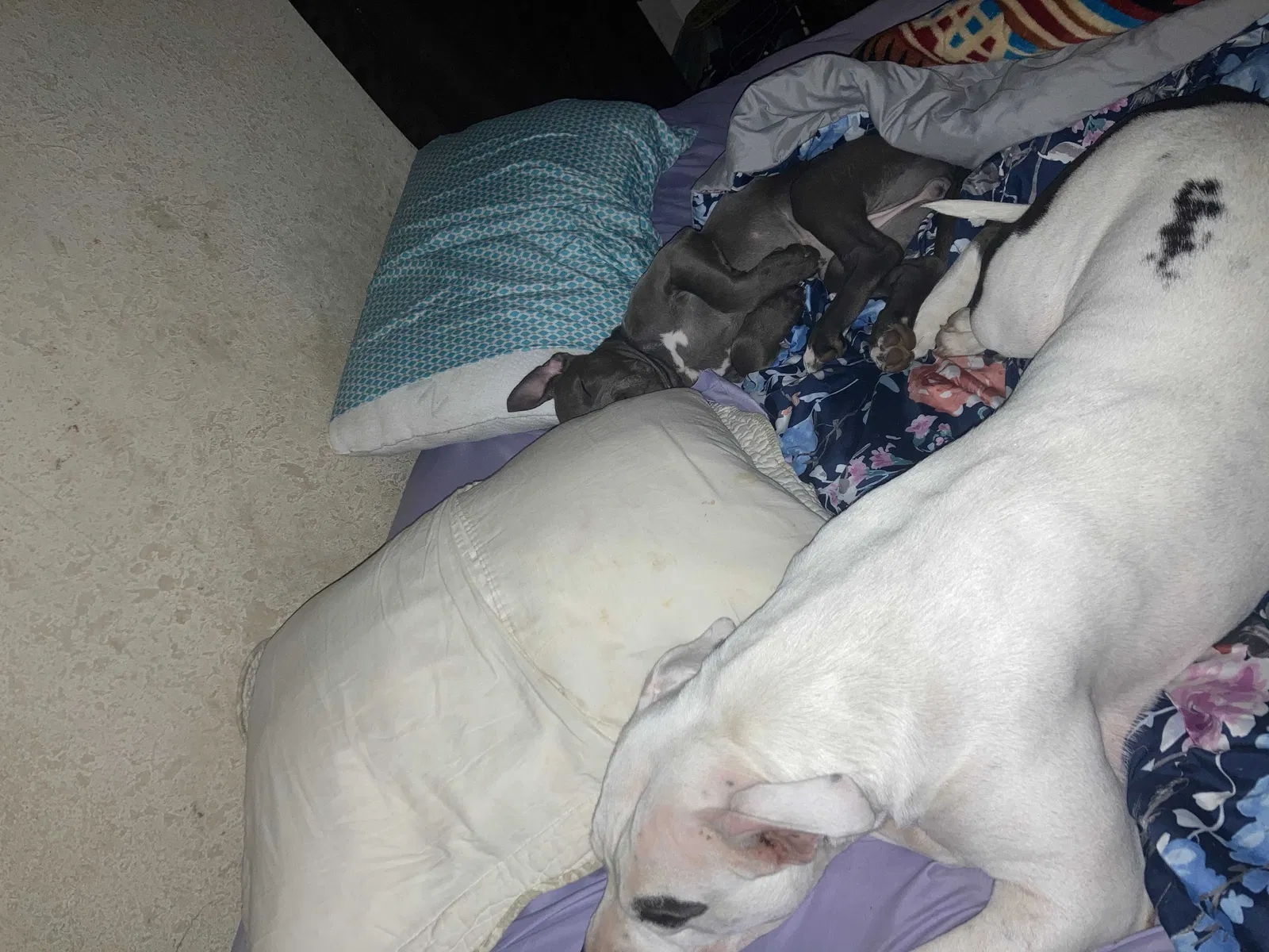 Lost dog in Claremore, OK, 74019