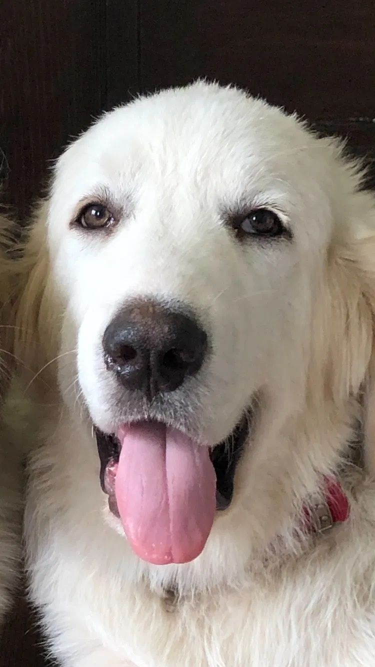 Lost dog in Plattsburg, MO, 64477