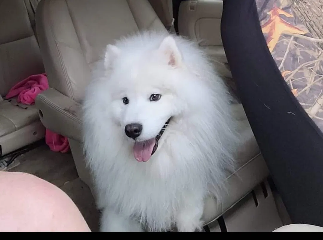 Lost dog in Lenoir, NC, 28645
