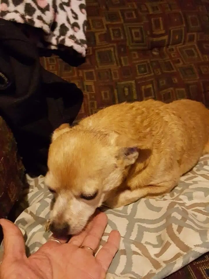 Lost dog in Cordova, AL, 35550
