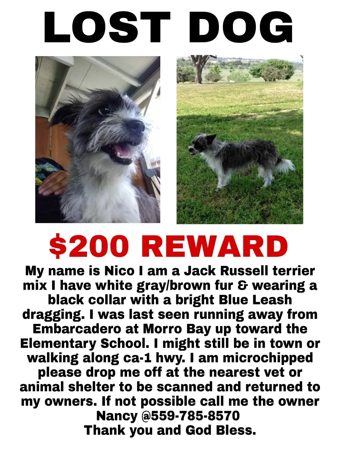 Lost dog in Morro Bay, CA, 93442