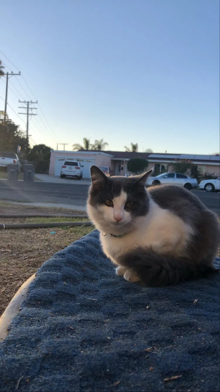 Lost cat in Oxnard, CA, 93035