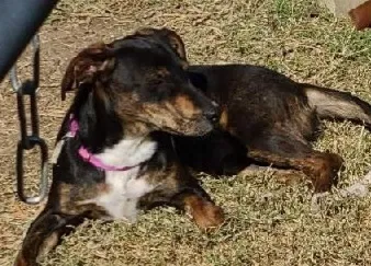 Lost dog in Little Elm, TX, 75068