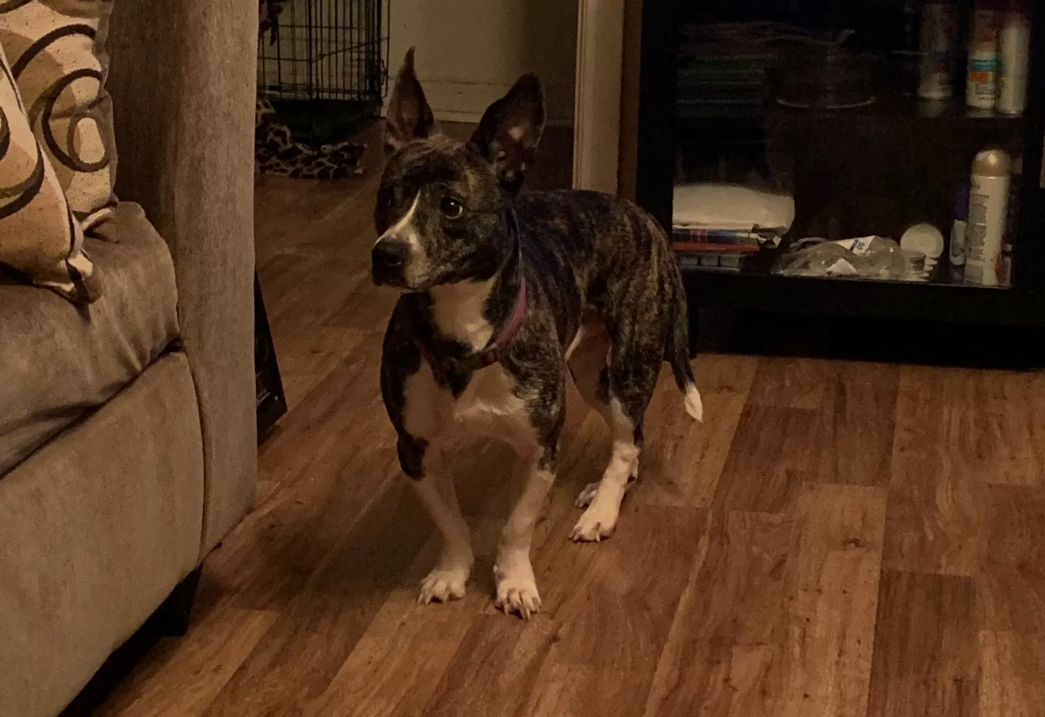 Lost dog in Dallas, TX, 75216