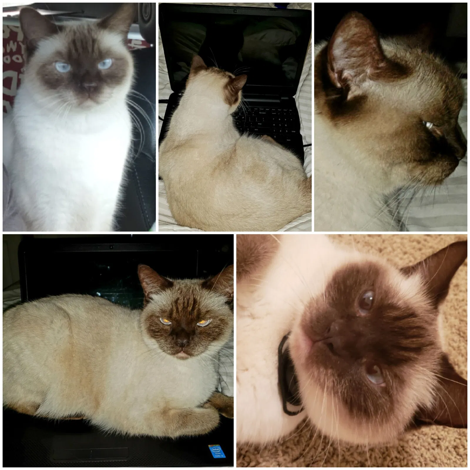Lost cat in Phenix City, AL, 36869