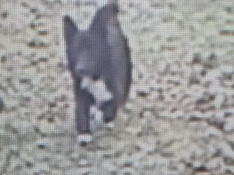 Lost dog in Bonnerdale, AR, 71933