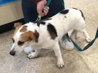 Lost dog in Rogers, AR, 72756