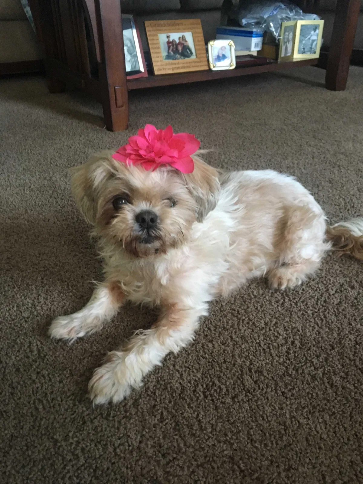 Lost dog in Indianapolis, IN, 46217