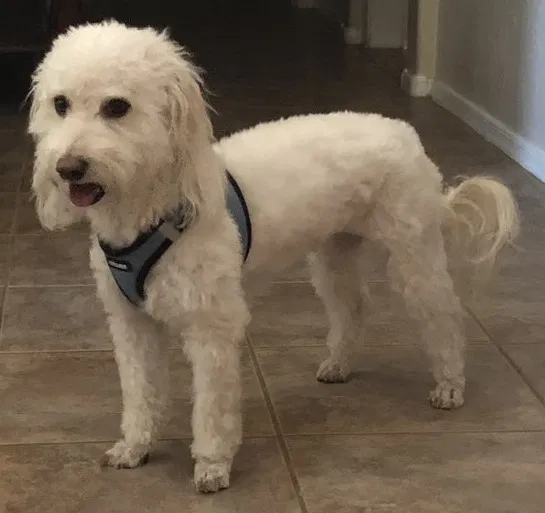 Lost dog in Surprise, AZ, 85379