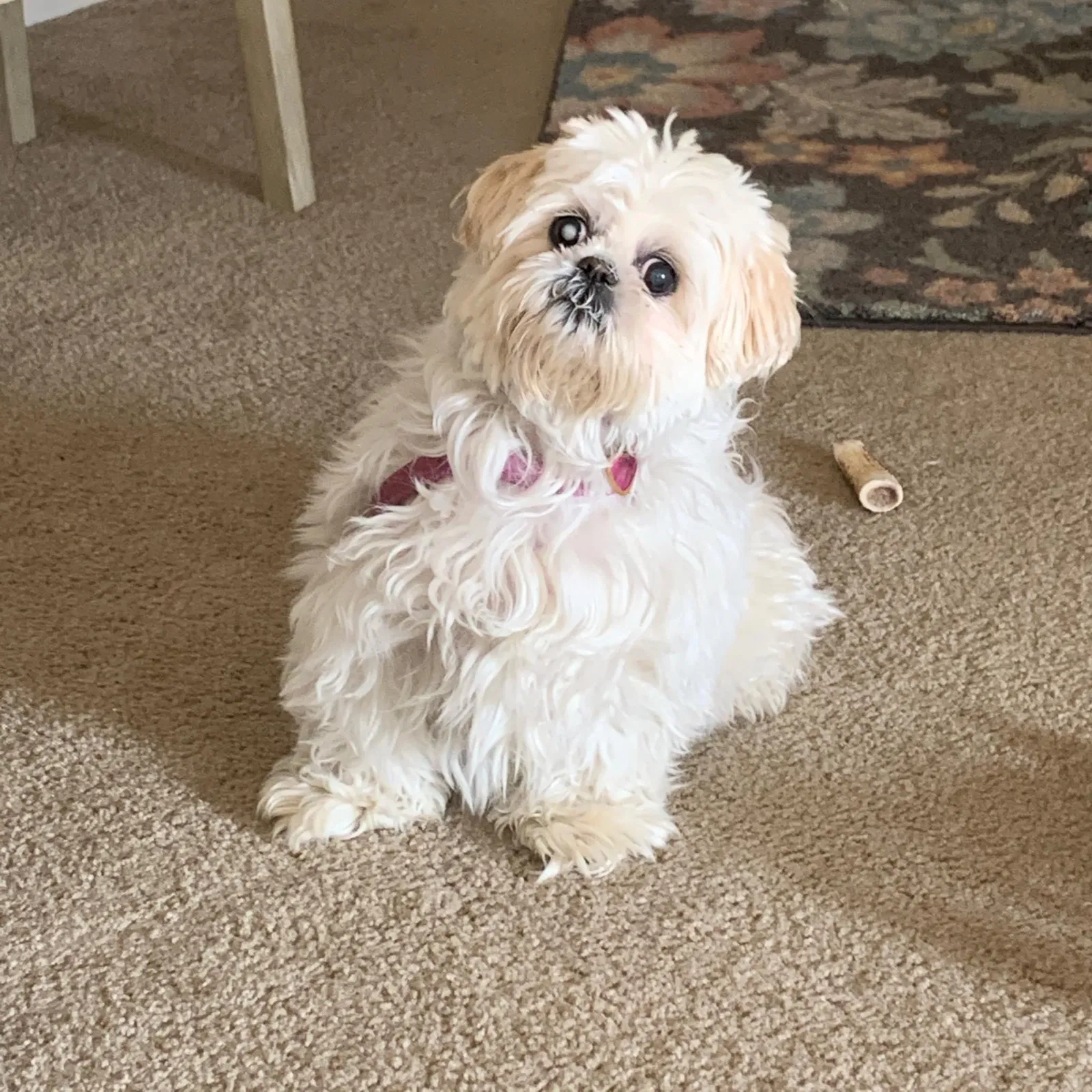 Lost dog in Clayton, IN, 46118
