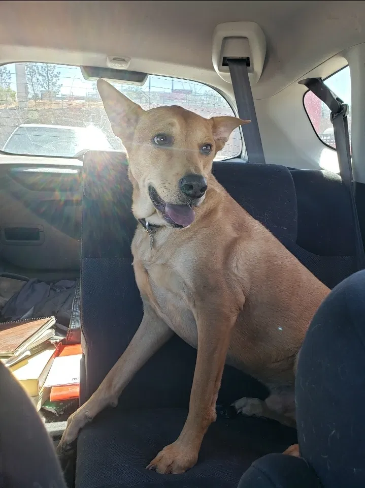 Lost dog in Las Cruces, NM, 88005