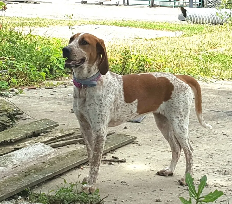 Lost dog in Camby, IN, 46113