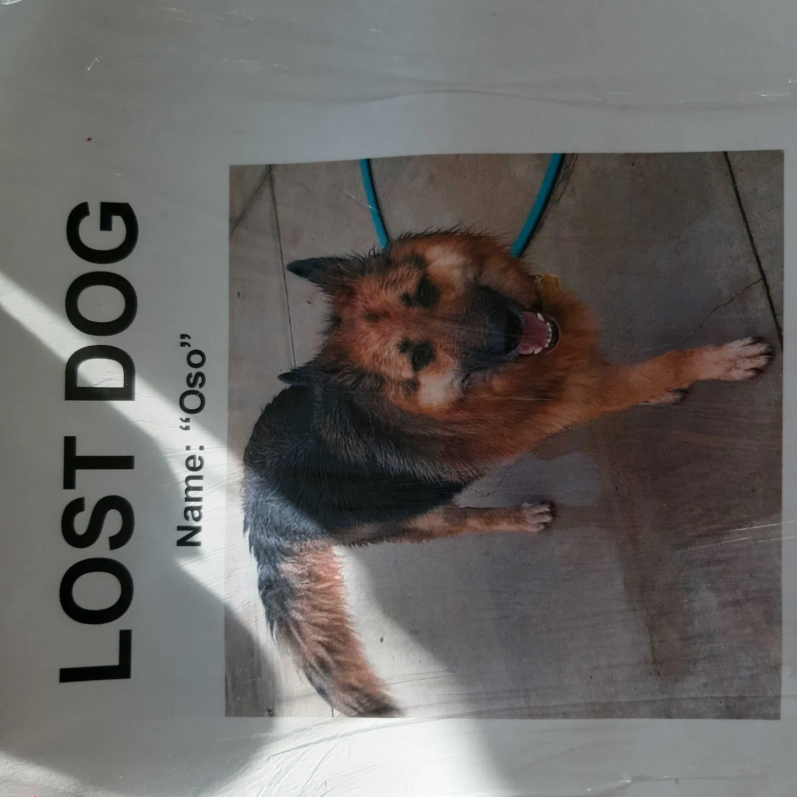 Lost dog in Highland, CA, 92346