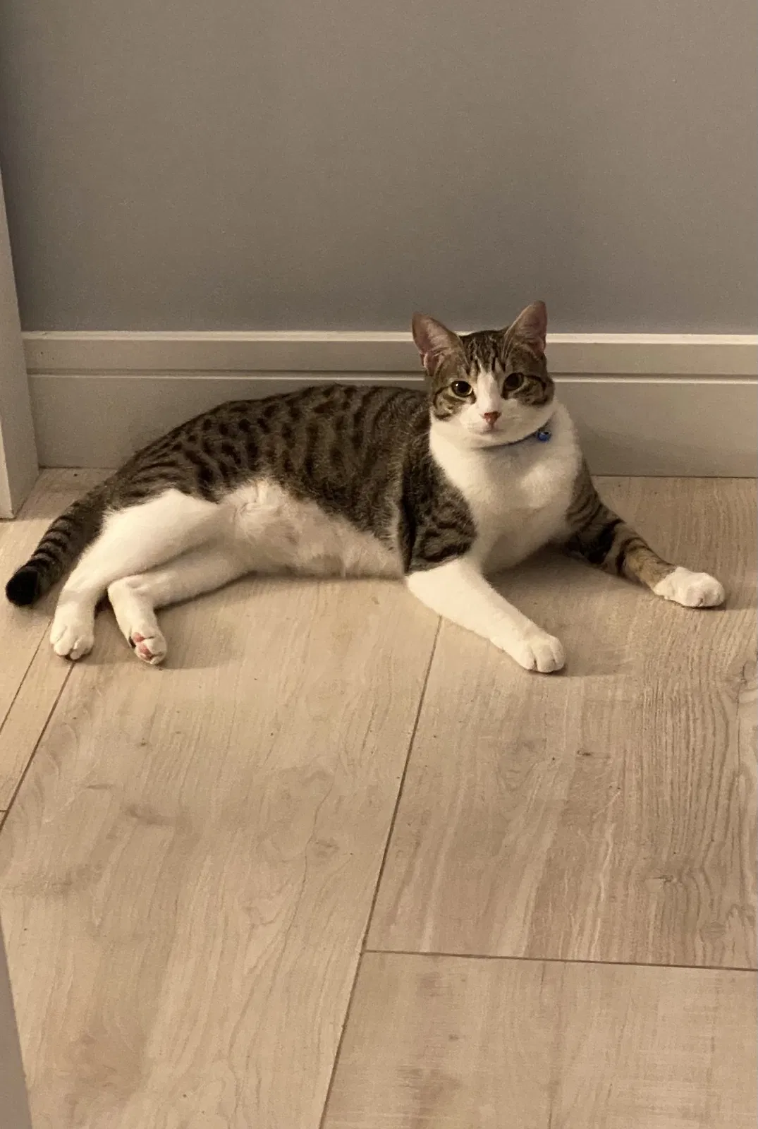 Lost cat in Aptos, CA, 95003