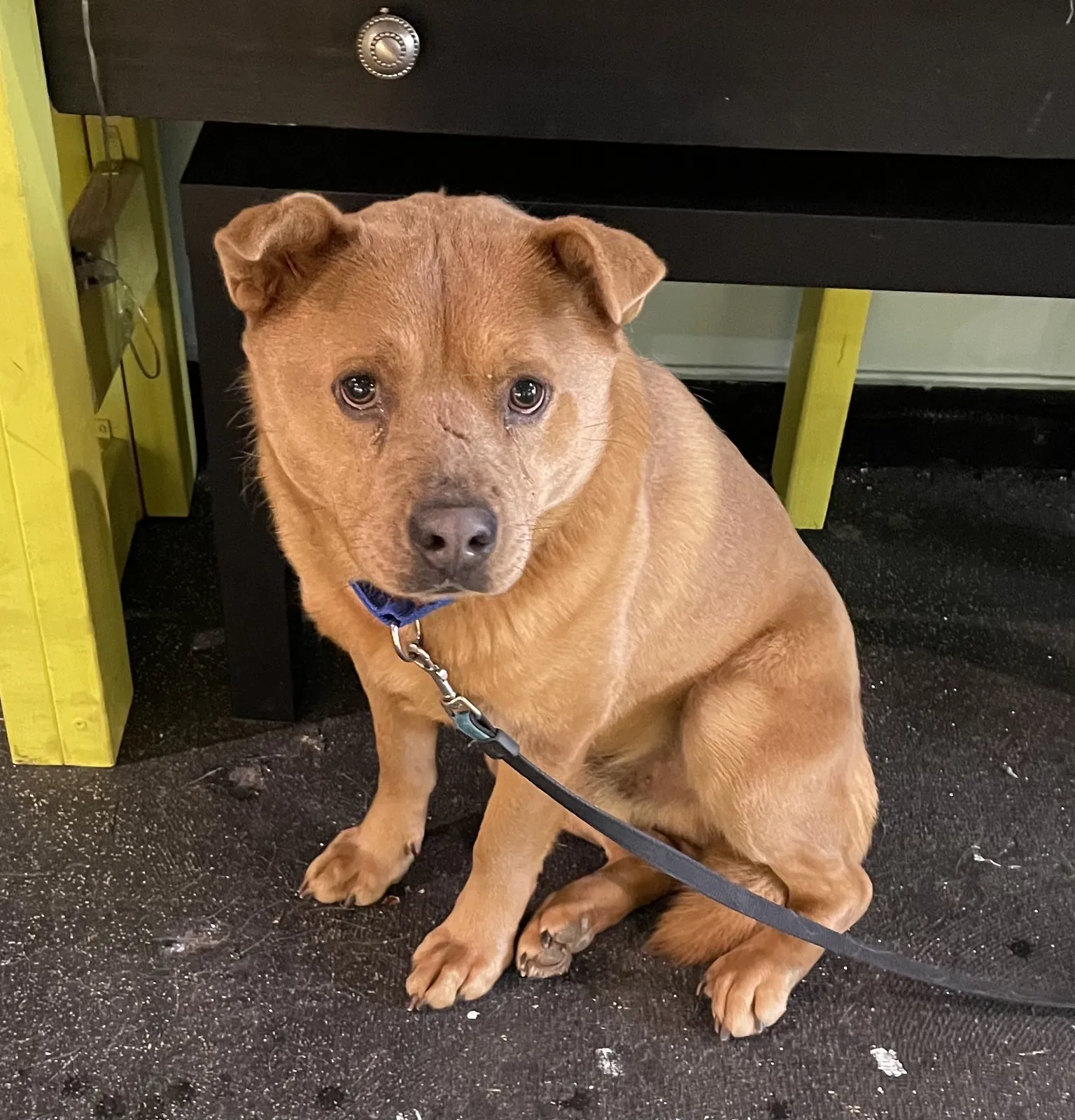Lost dog in Decatur, GA, 30032