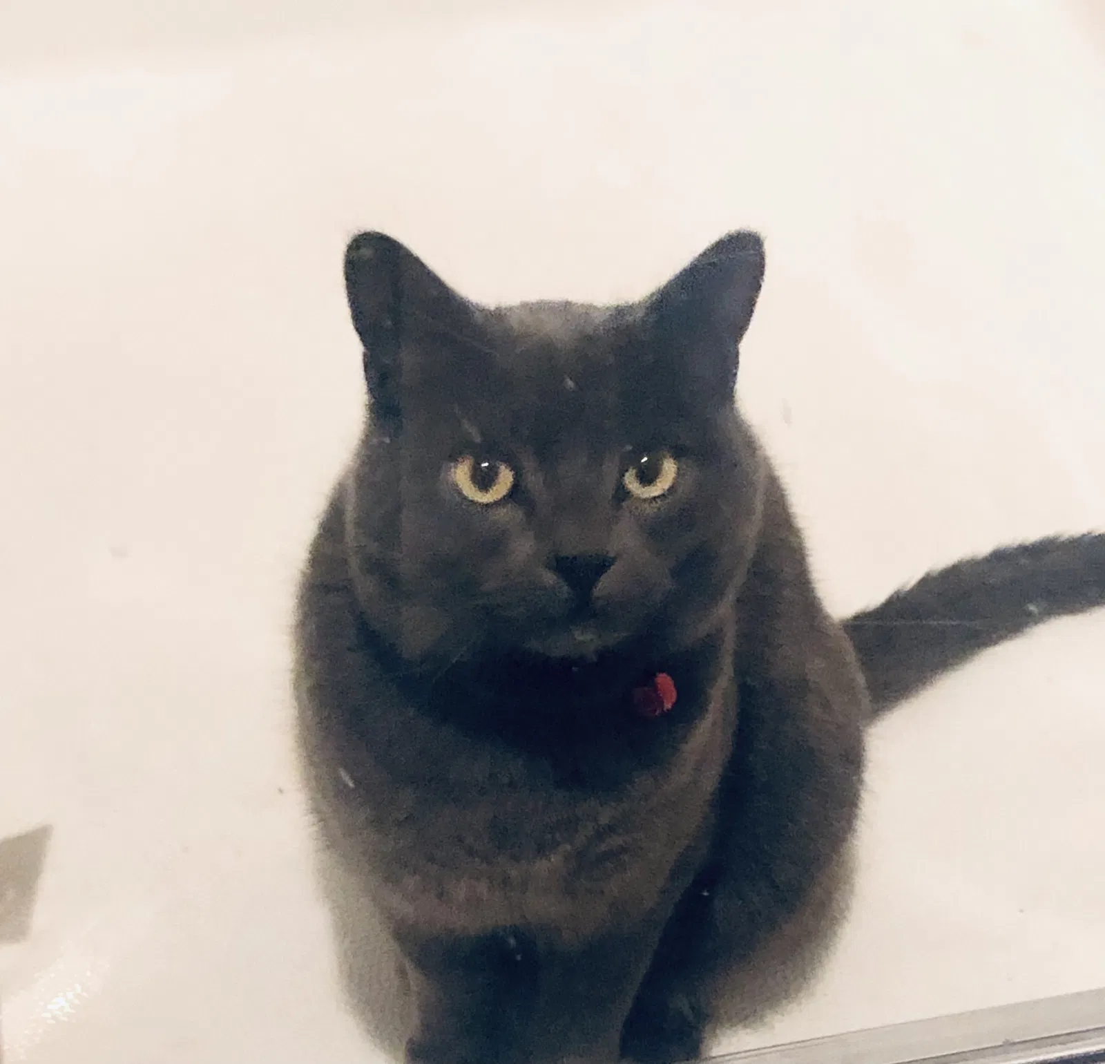 Found cat in Westminster, CO, 80031