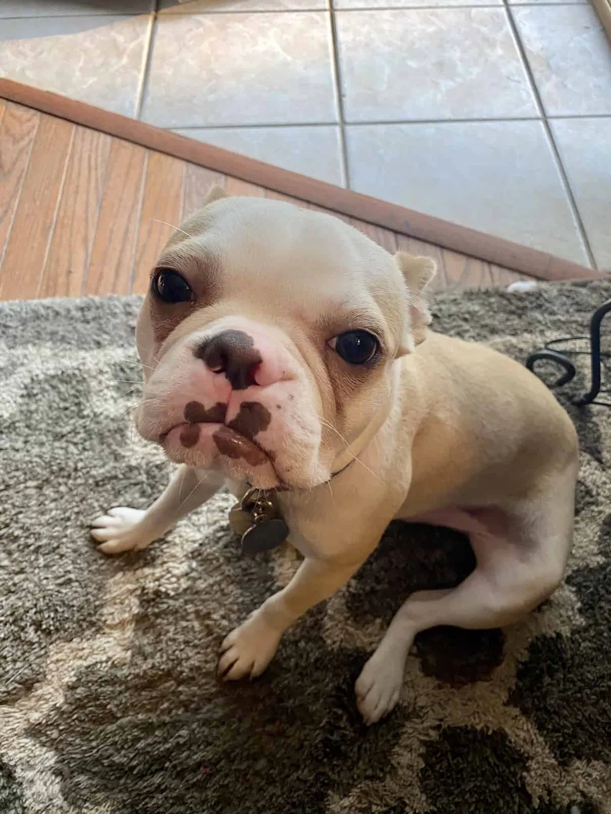 Lost dog in Belton, MO, 64012