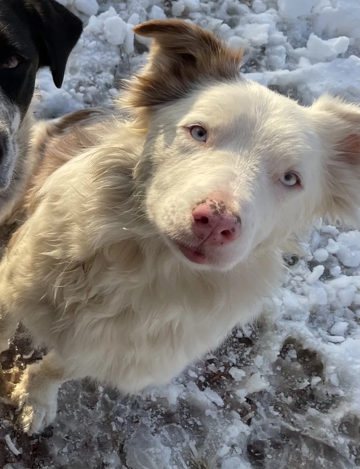 Lost dog in Irwin, IA, 51446
