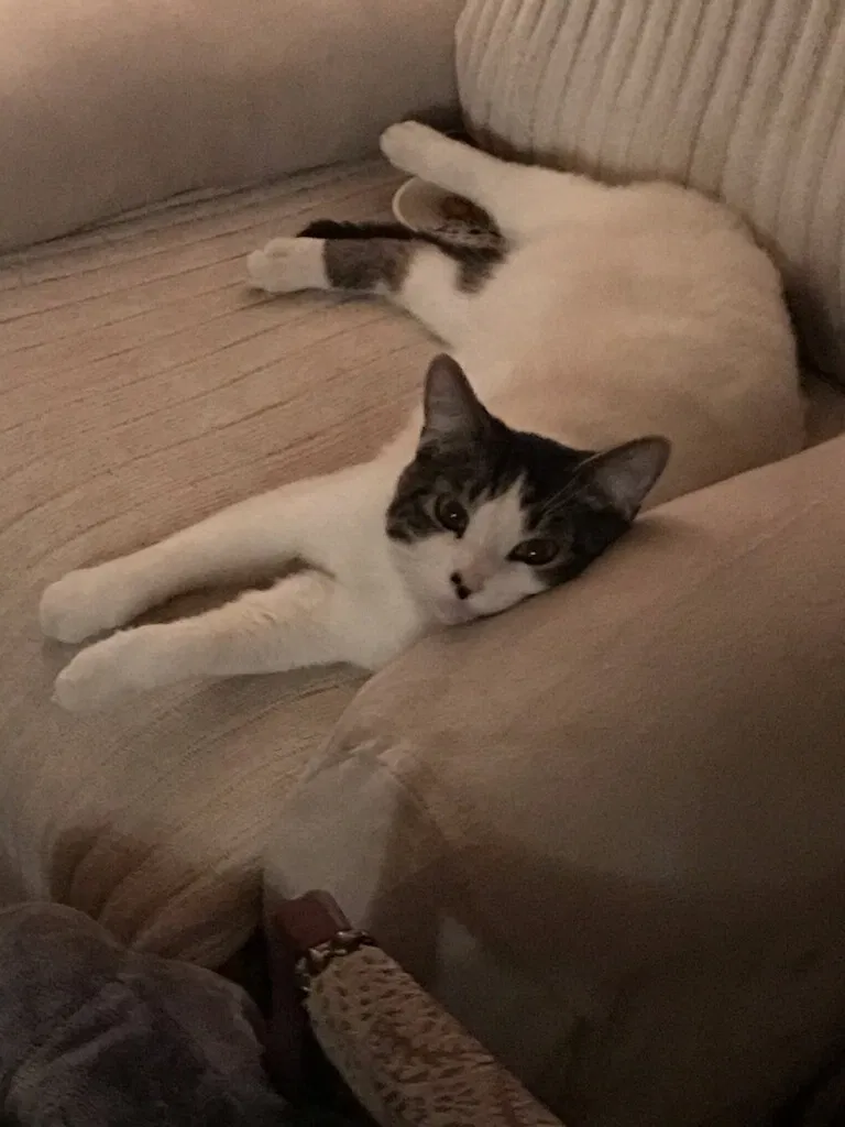 Lost cat in Pueblo, CO, 81008