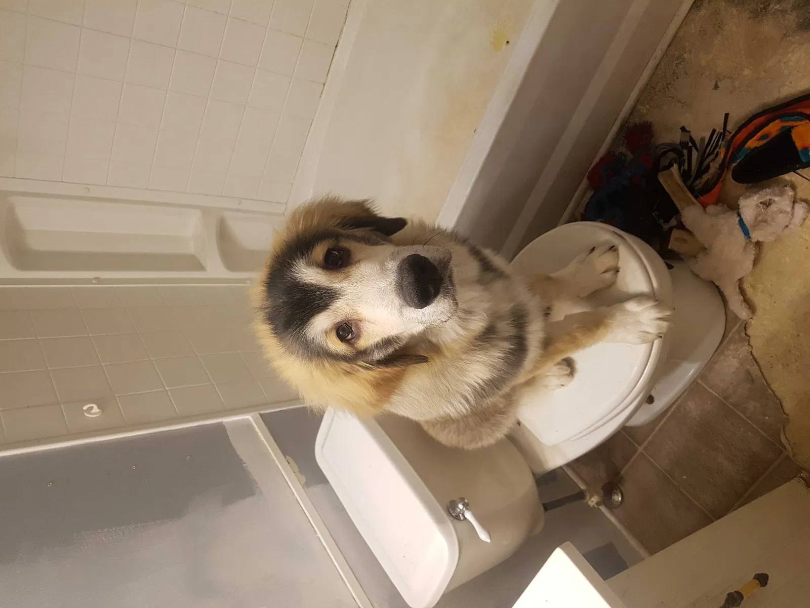 Lost dog in Bonne Terre, MO, 63628
