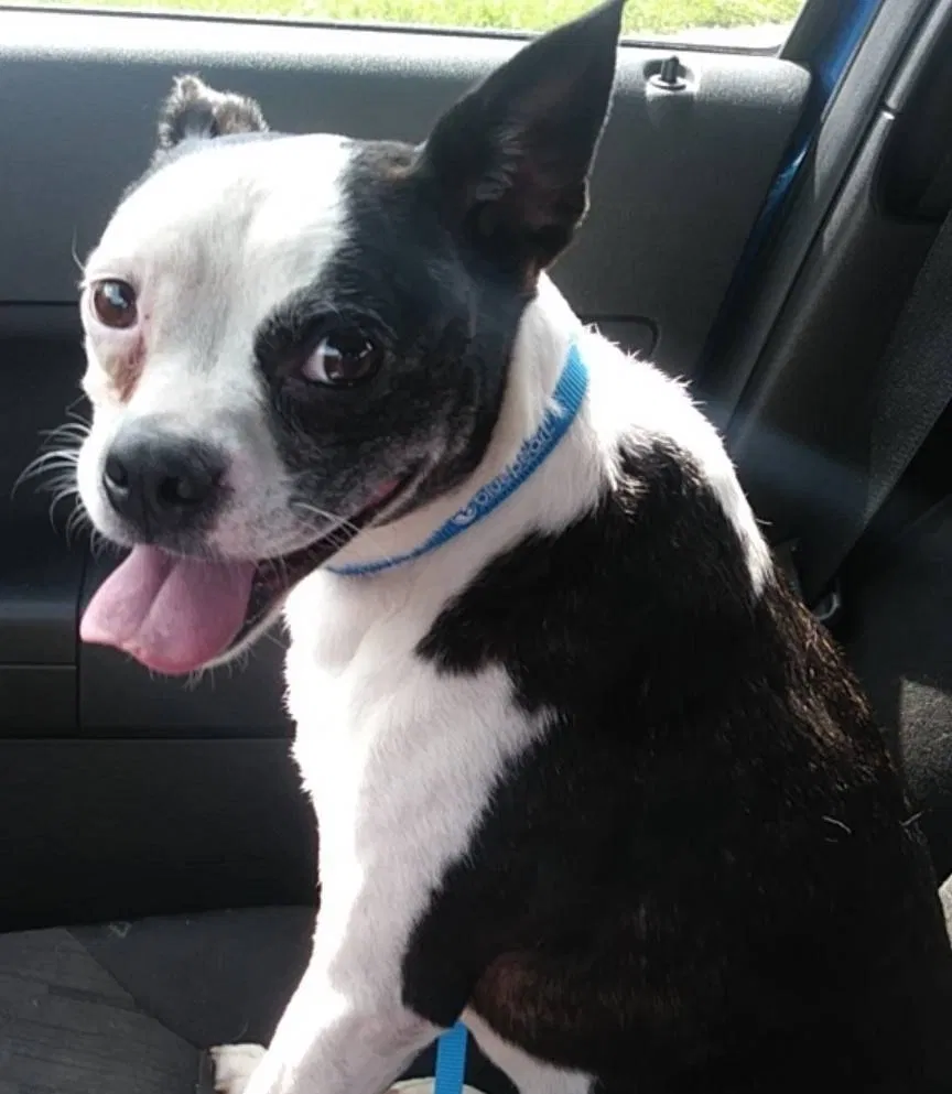Lost dog in Kansas City, MO, 64130