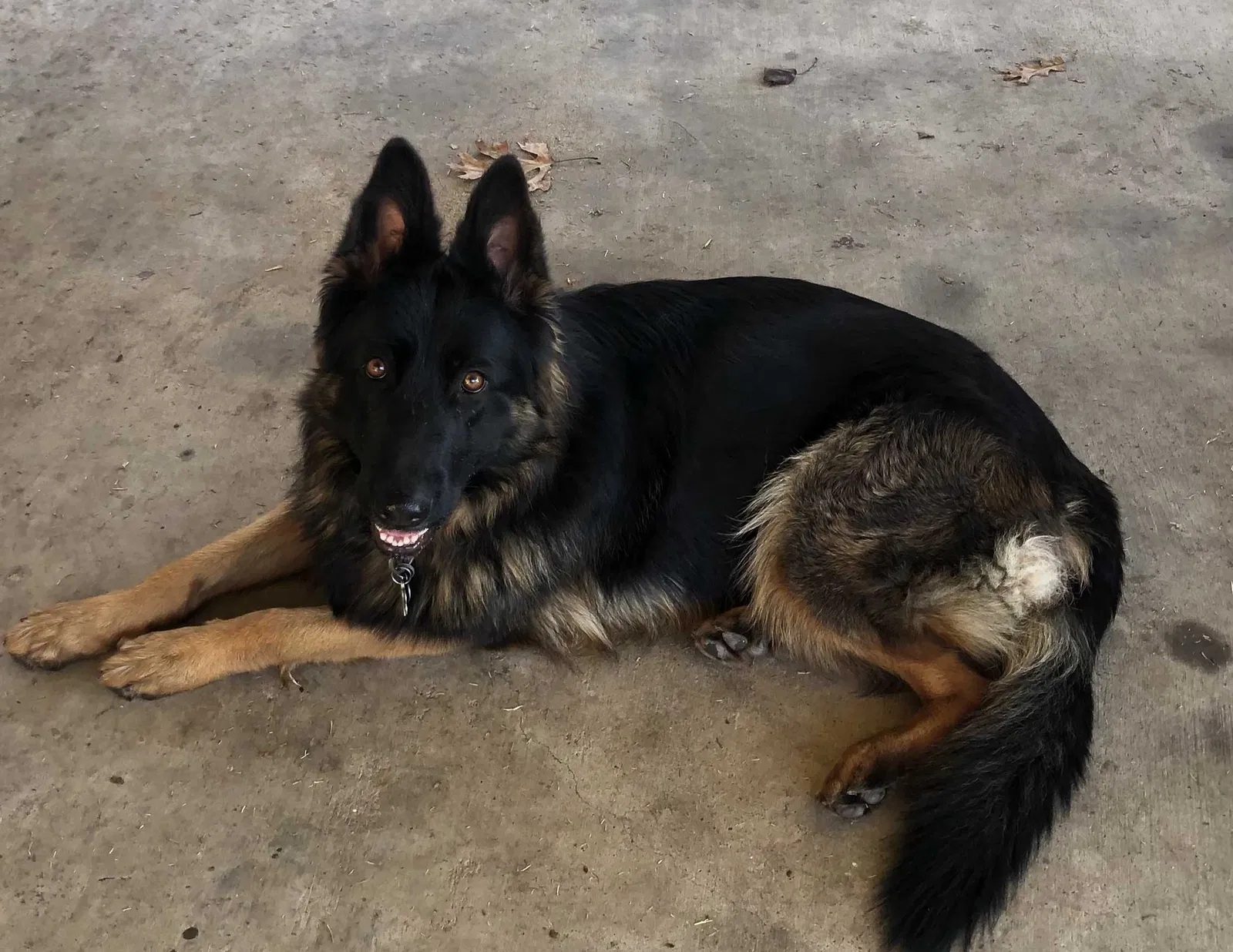 Lost dog in Springtown, TX, 76082