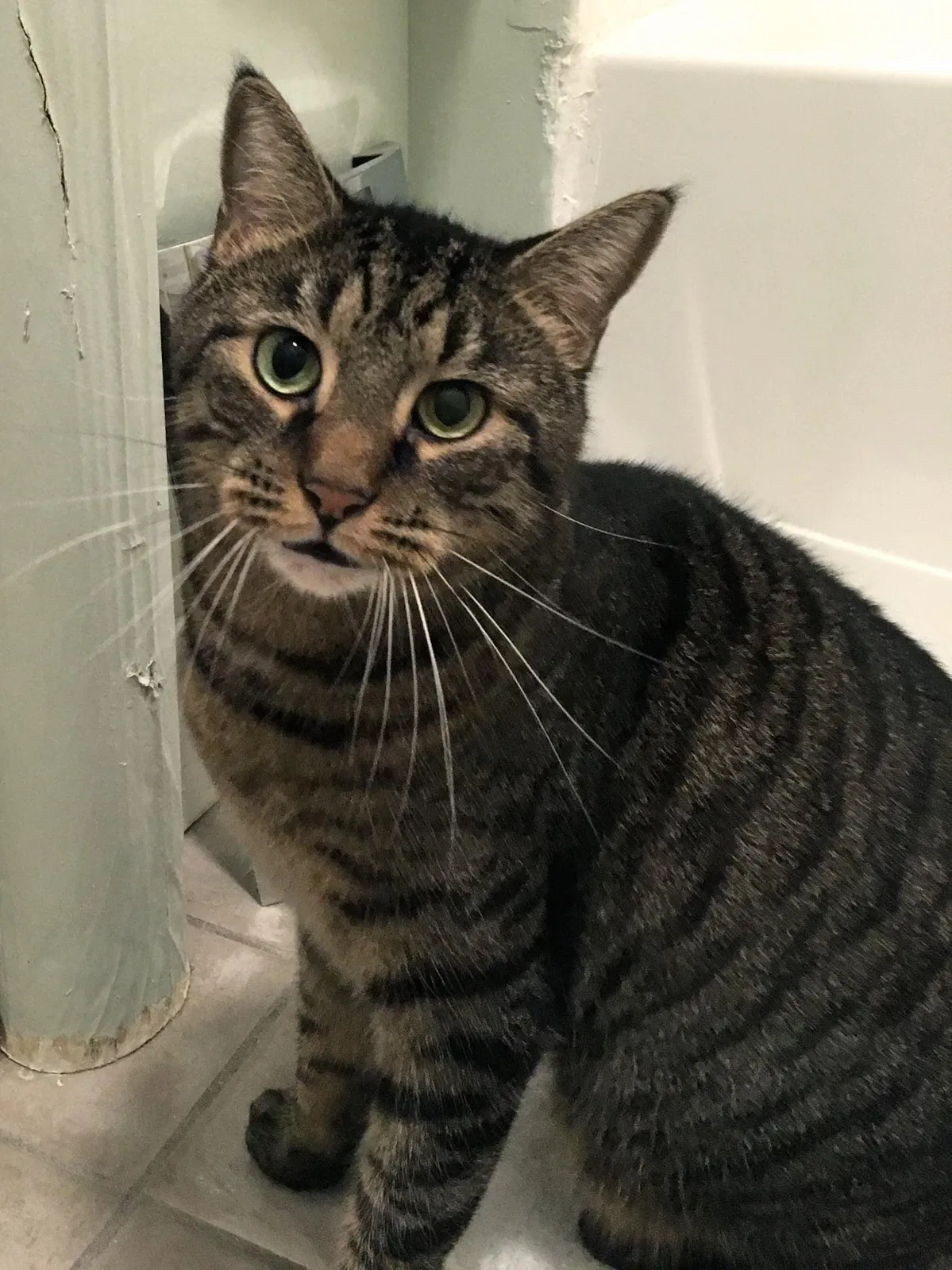 Lost cat in North Bergen, NJ, 7047
