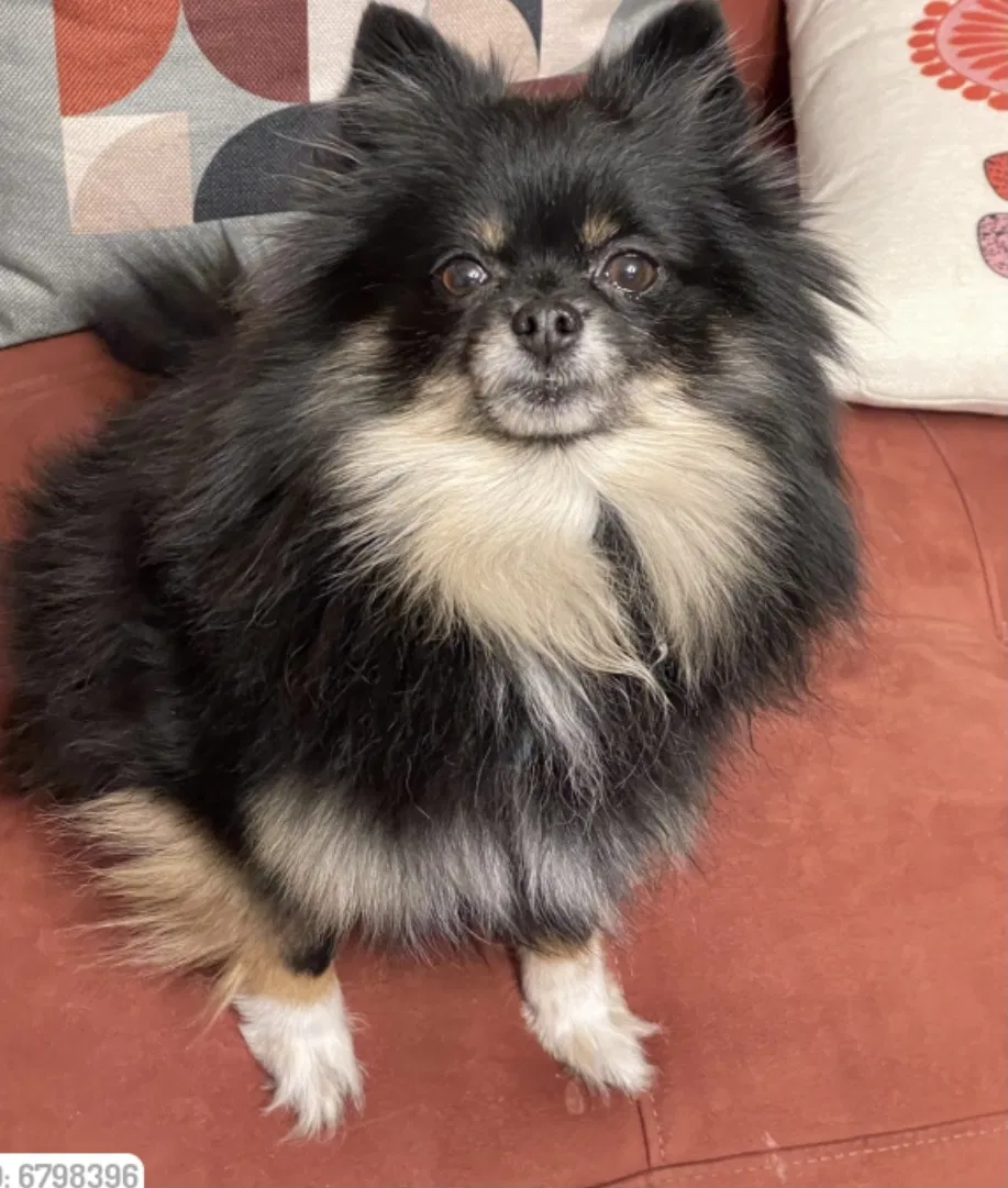 Lost dog in Dallas, TX, 75228