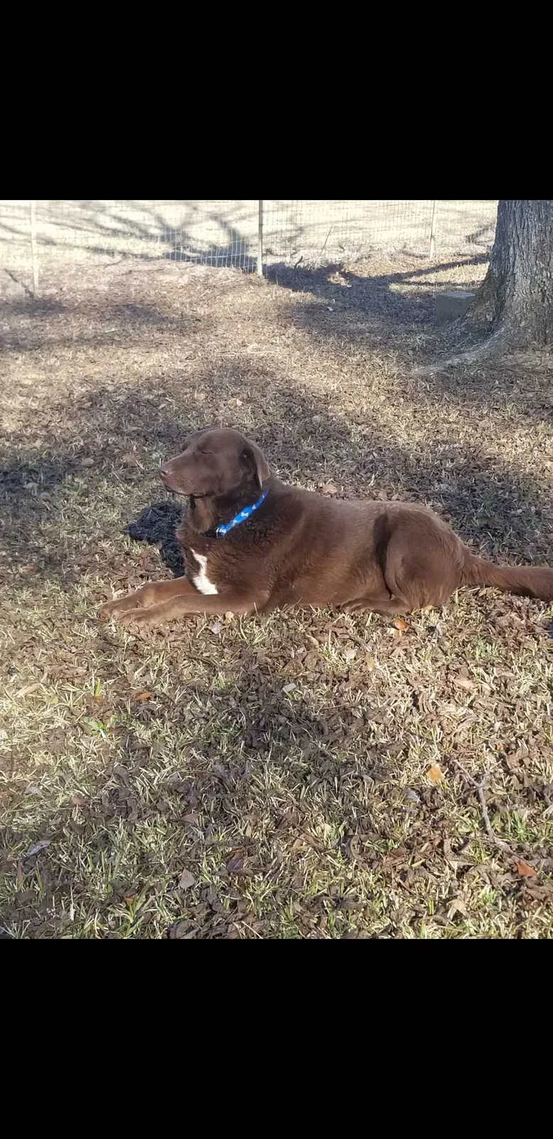 Lost dog in Kentwood, LA, 70444