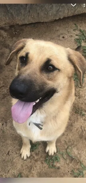 Lost dog in Williston, SC, 29853