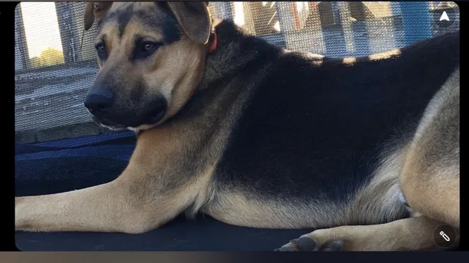 Lost dog in Williston, SC, 29853