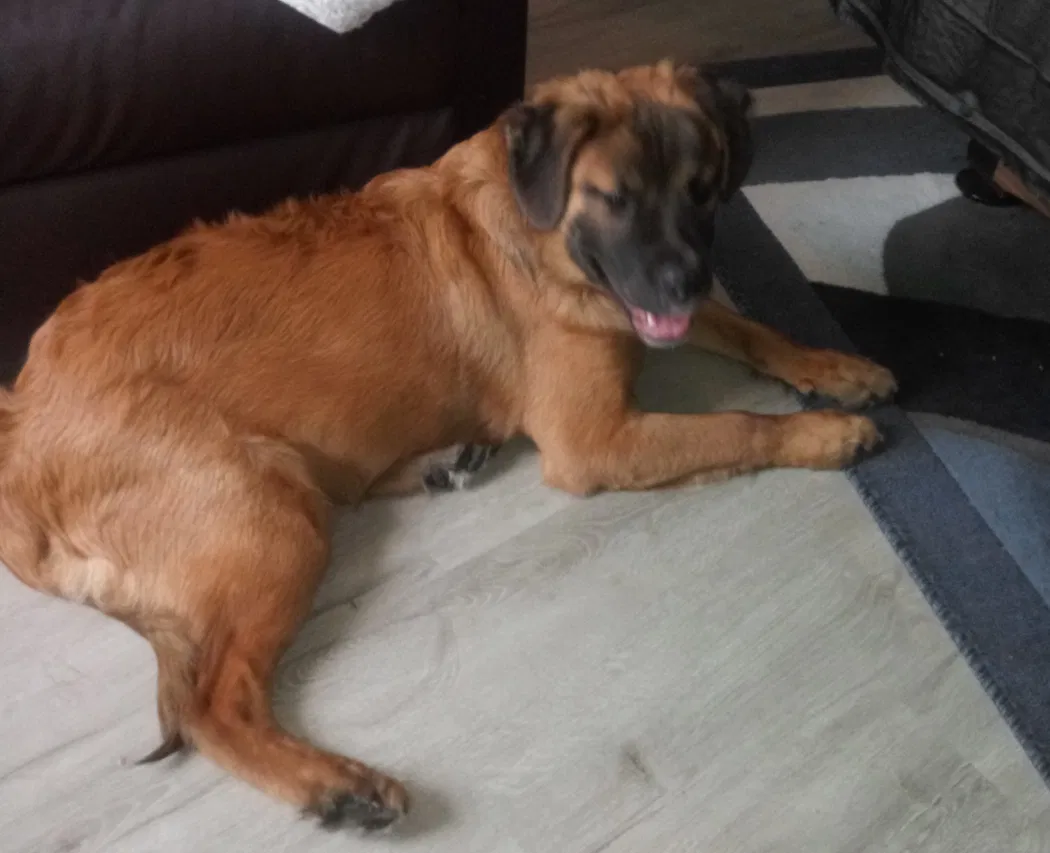 Lost dog in Murfreesboro, TN, 37127
