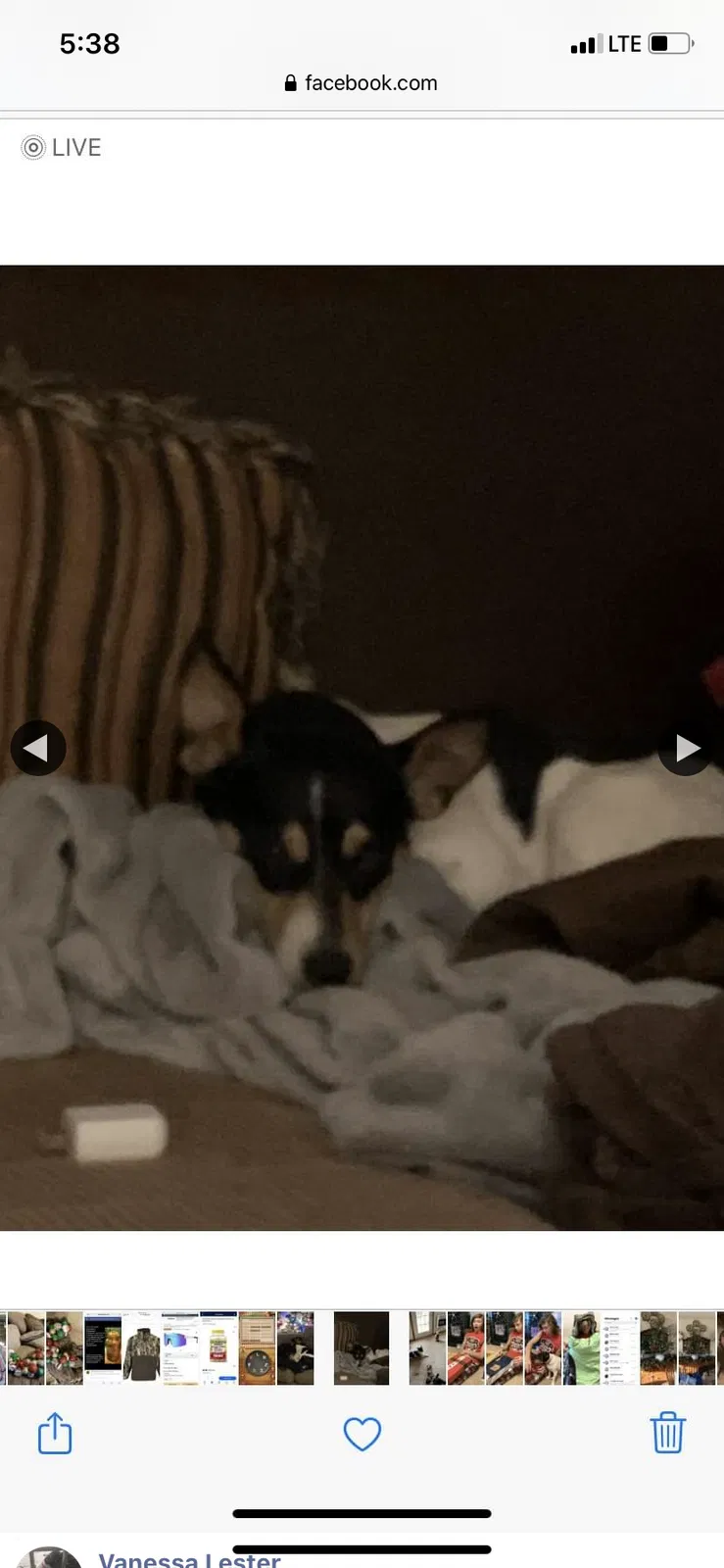 Lost dog in Perryville, AR, 72126