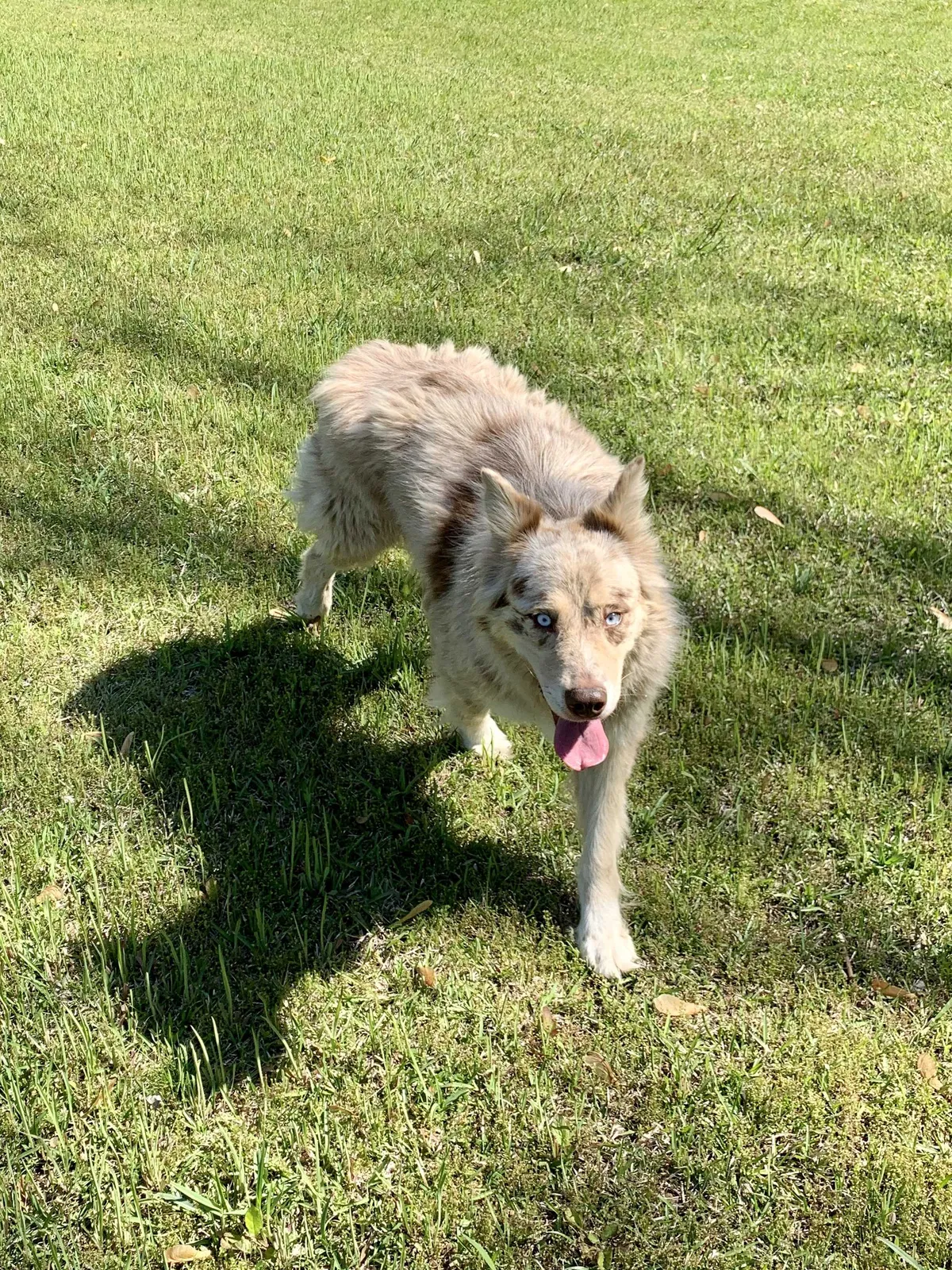 Lost dog in Ward, AR, 72176