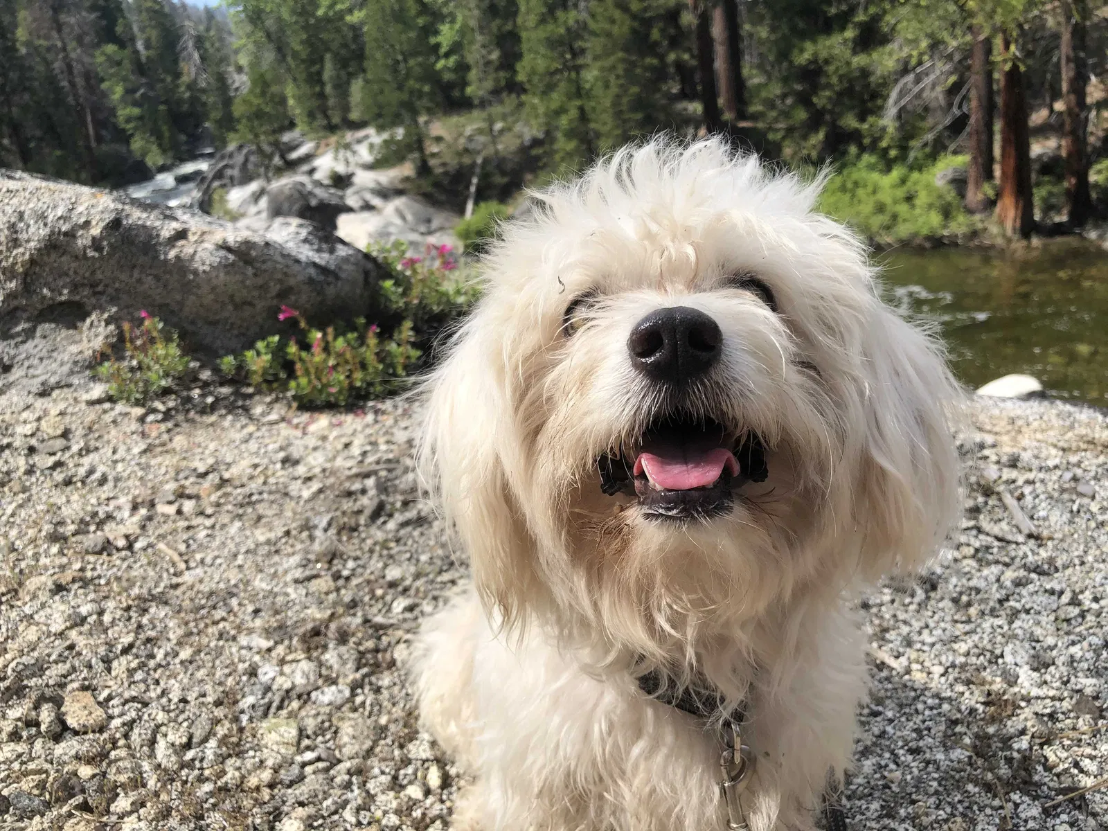 Lost dog in Nampa, ID, 83686