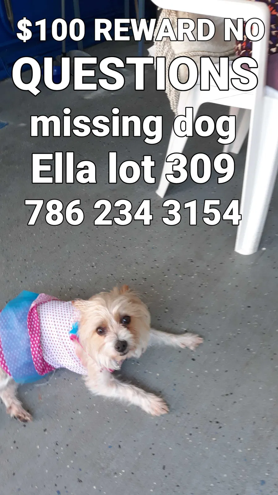 Lost dog in Homestead, FL, 33034