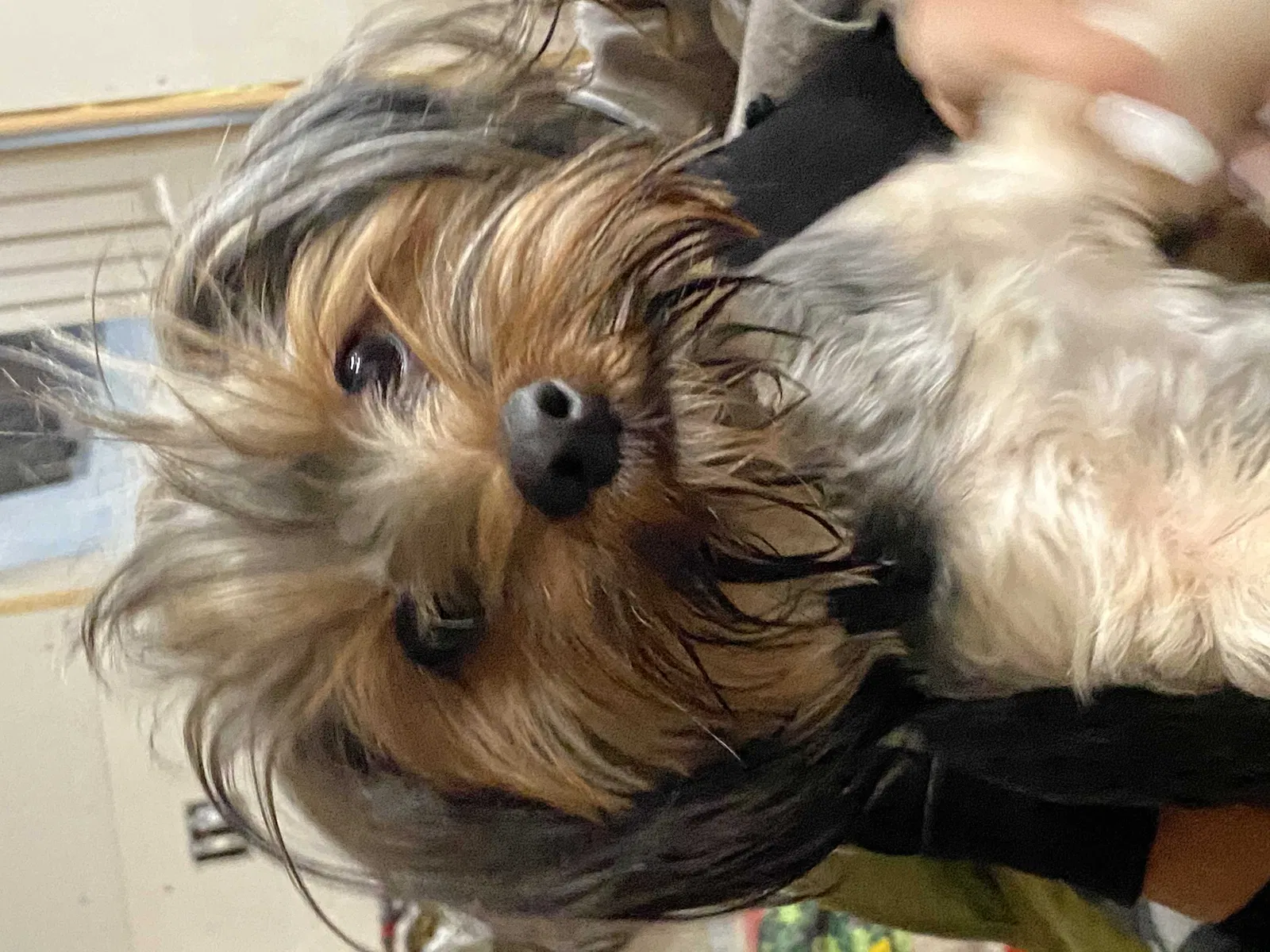 Lost dog in Salt Lake City, UT, 84116