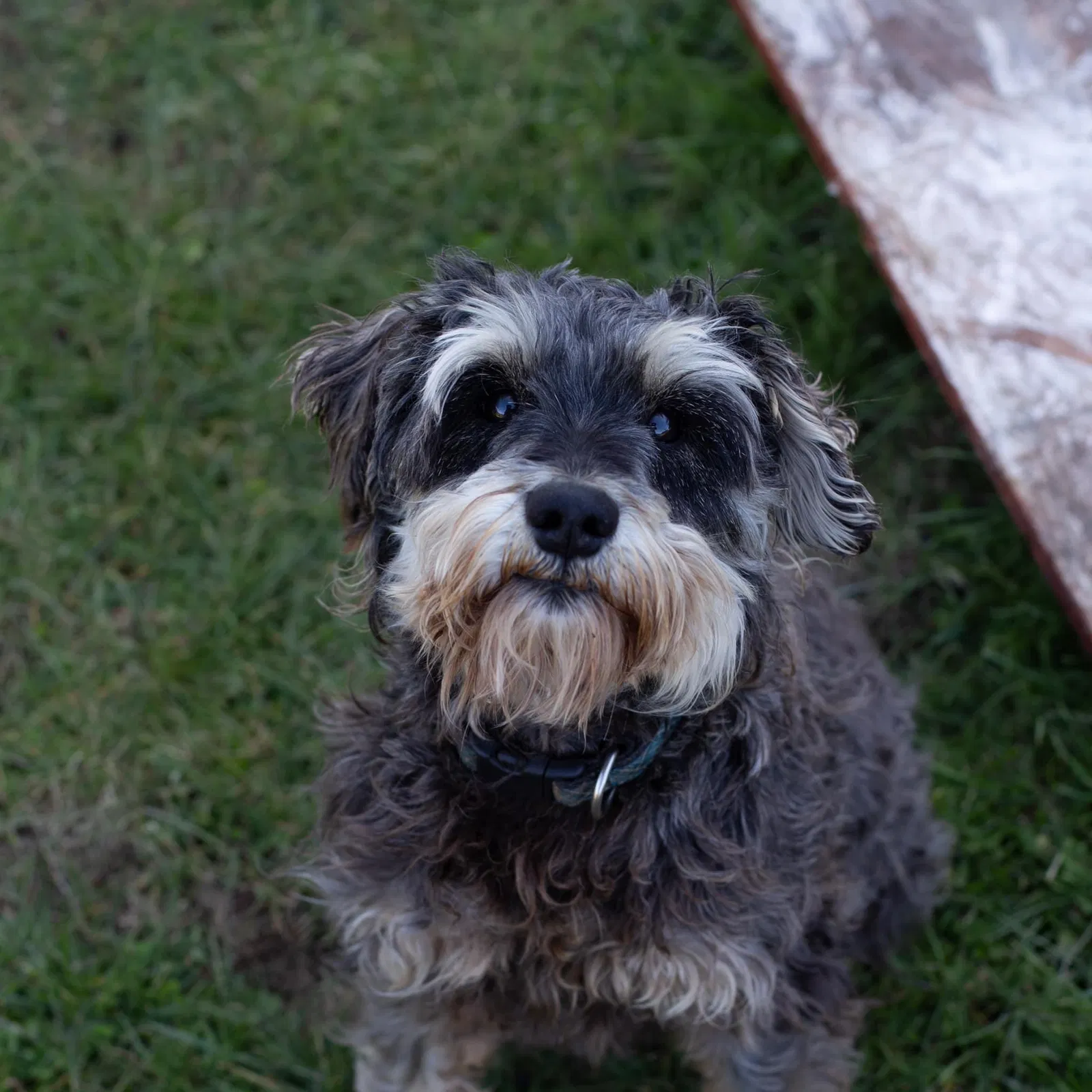 Lost dog in Yoncalla, OR, 97499