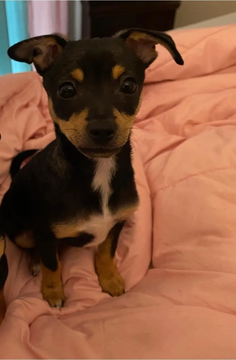 Lost dog in Lake Worth, FL, 33463