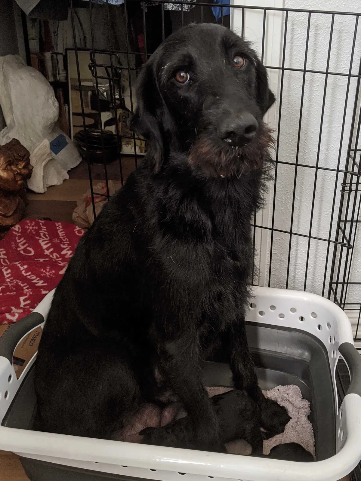 Lost dog in Salt Lake City, UT, 84104
