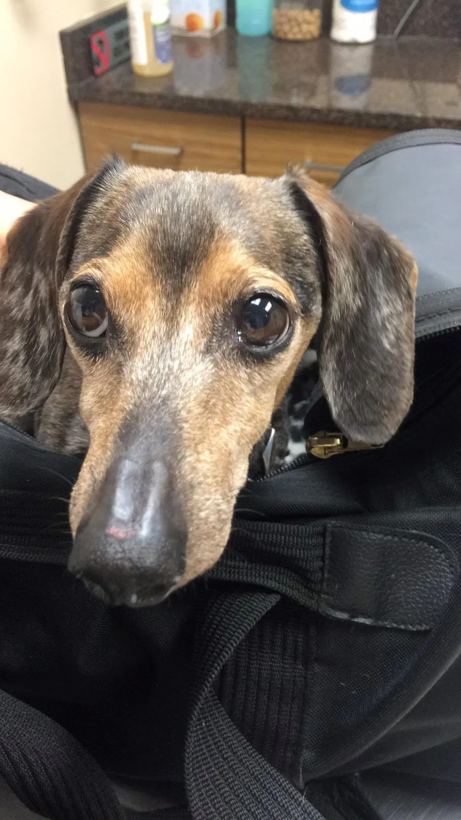 Lost dog in Aberdeen, NC, 28315