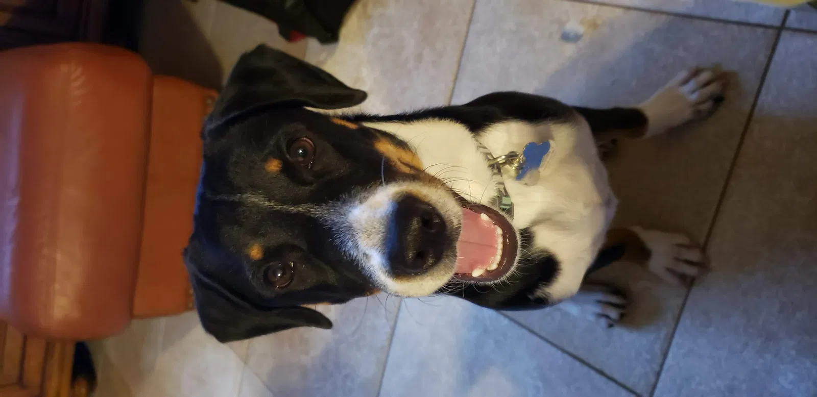 Lost dog in Naples, FL, 34114