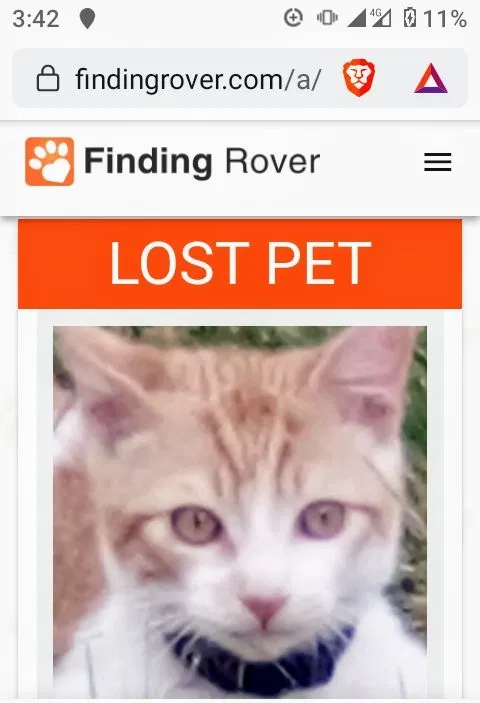 Lost cat in El Cajon, CA, 92020