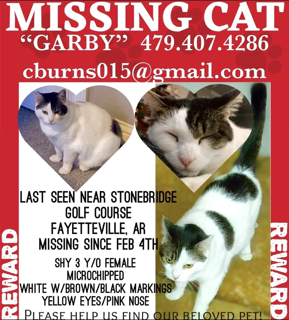 Lost cat in Fayetteville, AR, 72701