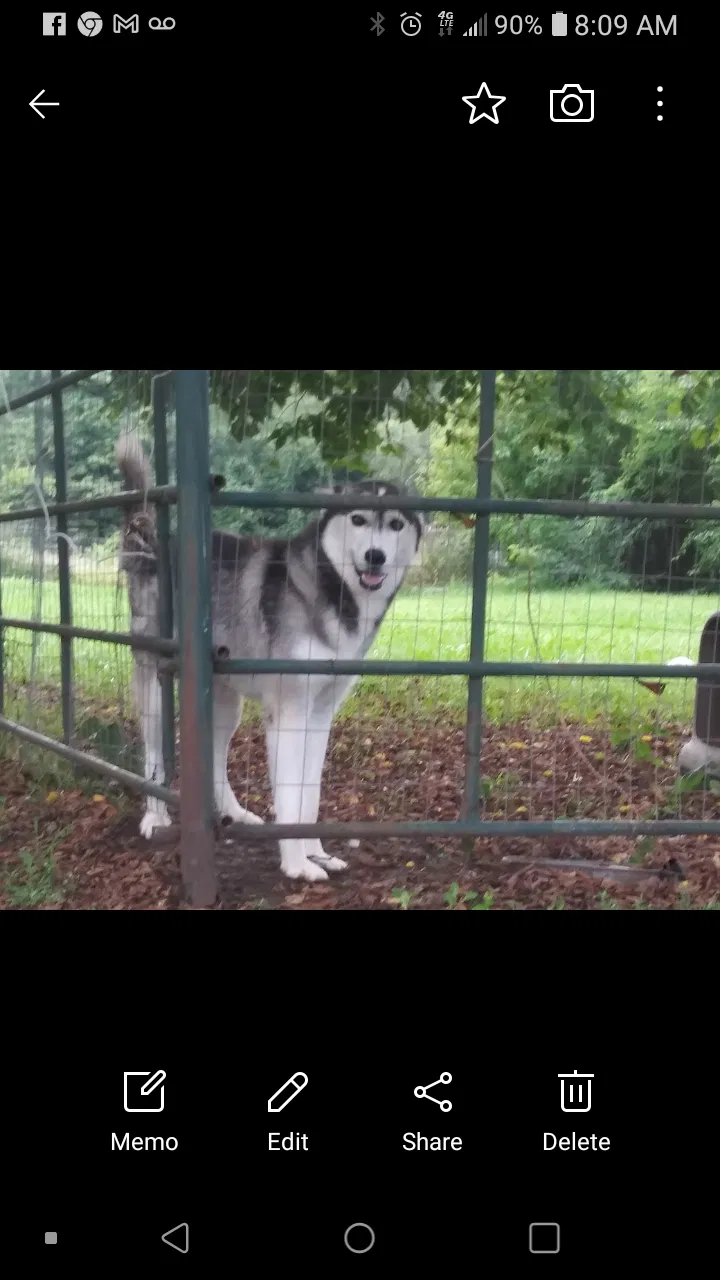 Lost dog in Paola, KS, 66071